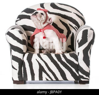 Bulldog inglese cucciolo seduto su una sedia su sfondo bianco Foto Stock