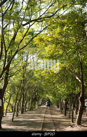 Foresta con la ferrovia, un colpo a Luodong cultura forestale giardino, Yilan, Taiwan, Asia. Foto Stock