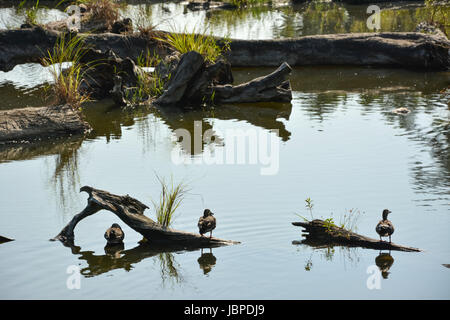 Laghetto di registro, girato a Luodong cultura forestale giardino, Yilan county Foto Stock