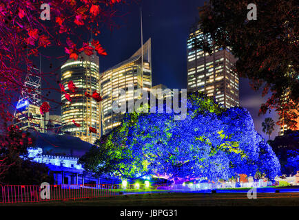 Sydney Royal Botanic Gardens grande albero illuminato di luce blu contro il CBD di torri grattacielo durante la vivida luce di Sydney la musica e idee show. Foto Stock