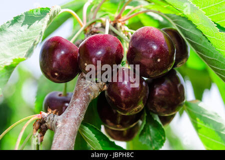 I grappoli di mature succose ciliegie bordo scuro berry sul ramo di albero con leafage soleggiato Foto Stock