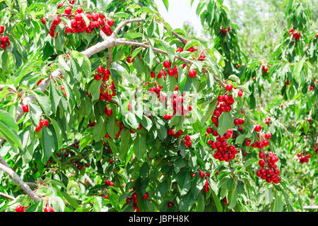 Cherry Berry soleggiato giardino frutteto albero con molti frutti rossi e lussureggiante fogliame Foto Stock