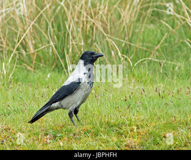 Adulto cornacchia mantellata mostra di colore grigio pallido e piumaggio nero, Foto Stock