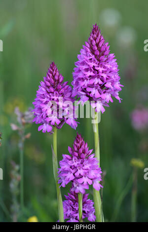 Orchide Foto Stock