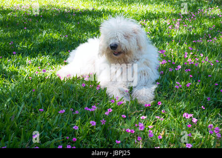 Carino giovane cane Komondor sdraiati su un prato fiorito Foto Stock