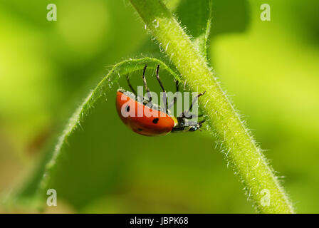 Ladybug seduti sulla lama di erba Foto Stock