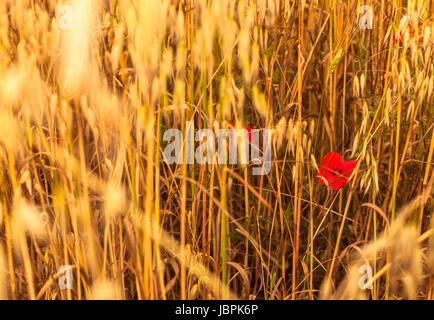 Un campo al tramonto con un piccolo papavero tra le spighe di grano Foto Stock