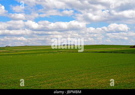 Foto di una strada che conduce attraverso il grano. Foto Stock