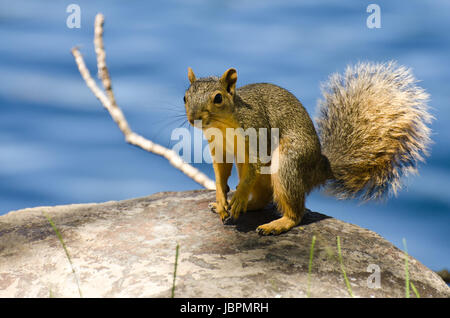 Carino piccolo scoiattolo in appoggio su di una roccia Foto Stock