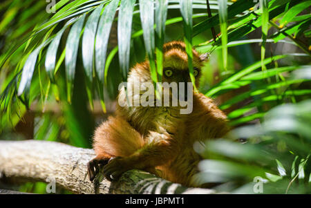 Rosso fiammante lemure marrone (il Eulemur rufifrons), Kirindy National Park, Madagascar Foto Stock