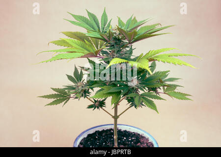 La cannabis pianta femmina in vaso, Indica ibrido dominante nella fase di fioritura. Foto Stock