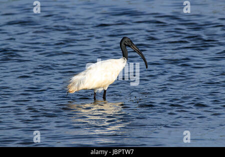 A testa nera (Ibis Threskiornis Melanocephalus - aka Oriental White Ibis) in piedi in acqua, Bundala National Park, Sri Lanka Foto Stock