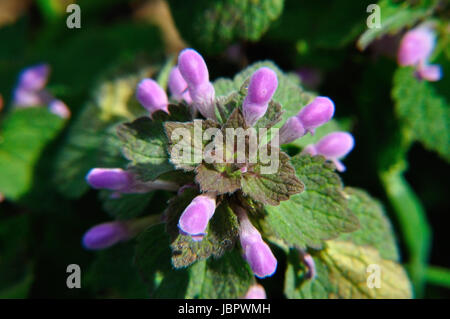 Blühende purpurrote Taubnessel (Lamium purpureum) im Naturschutzgebiet Hullerbusch nahe Carwitz Foto Stock