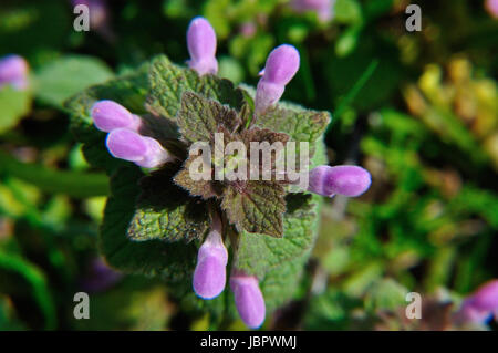 Blühende purpurrote Taubnessel (Lamium purpureum) im Naturschutzgebiet Hullerbusch nahe Carwitz Foto Stock