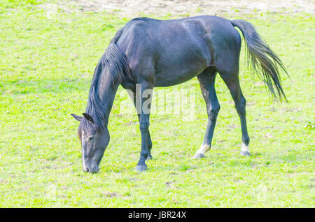 Pferd beim grasen auf einer schönen grünen Weide. Foto Stock