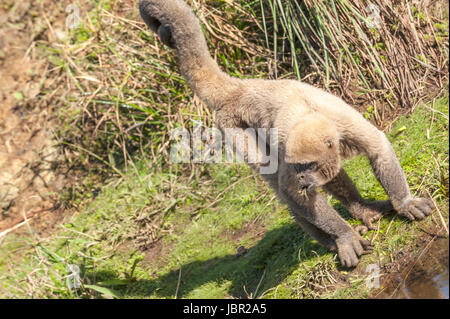 Wooly Monkey in Amazzonia di Ecuador seduti sulla riva del fiume Foto Stock