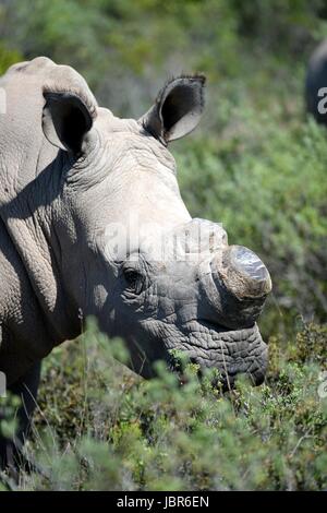 Un colpo di un rinoceronte africano nel selvaggio Foto Stock