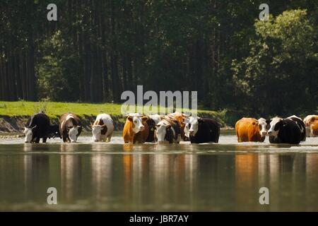 Le mucche in acqua di un fiume Foto Stock