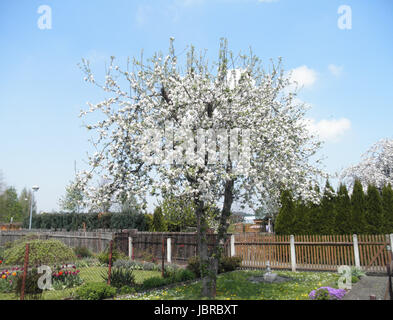 Ein blühender Apfelbaum im Garten, Blumen und blauer Himmel mit weißen Wolken una fioritura di melo in giardino, fiori e cielo blu con nuvole bianche Foto Stock