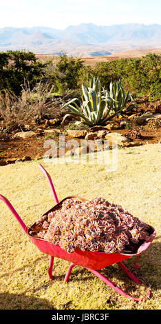 In Lesotho africa la carriola in prossimità di impianti e cactus come concetto Natura Foto Stock