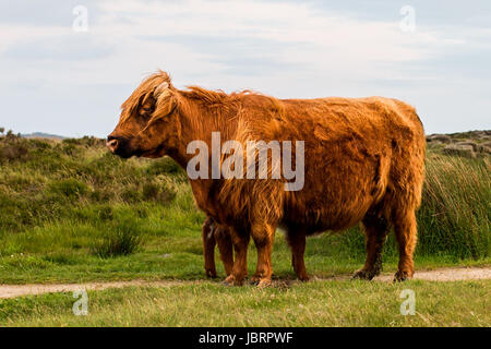 Highland Bovini - Highland mucca a Baslow bordo nel Peak District Foto Stock