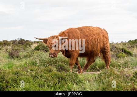 Highland Bovini - Highland mucca a Baslow bordo nel Peak District Foto Stock