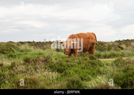 Highland Bovini - Highland mucca a Baslow bordo nel Peak District Foto Stock