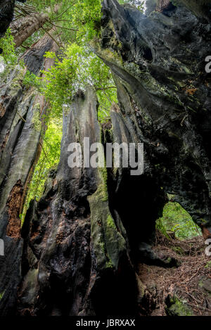 Visualizza in alto attraverso un trunk redwood che fu scavata da un incendio nel Parco Nazionale di Redwood in California. Foto Stock