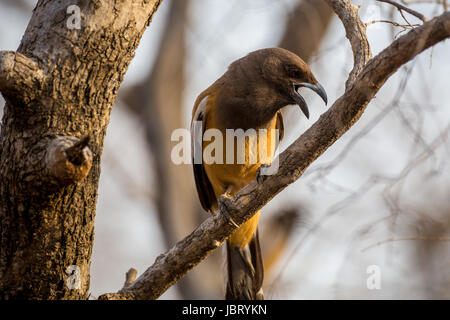 Wanderelster (Dendrocitta vagabunda) India Foto Stock