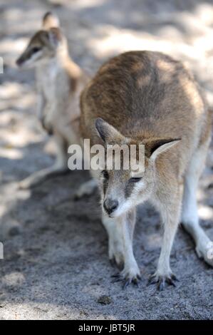 Un'immagine ravvicinata di un Wallaby australiano Foto Stock