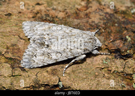 Sycamore Moth - Acronicta aceris Foto Stock