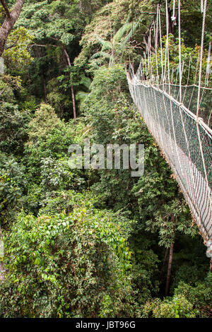 Eine hängebrücke aus seilen und holz im regenwald natur tropisch umwelt Foto Stock