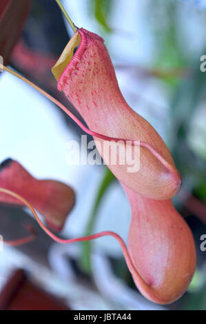 Heliamphora, carnivora predatrice orchid dall'Amazzonia ecuadoriana Foto Stock