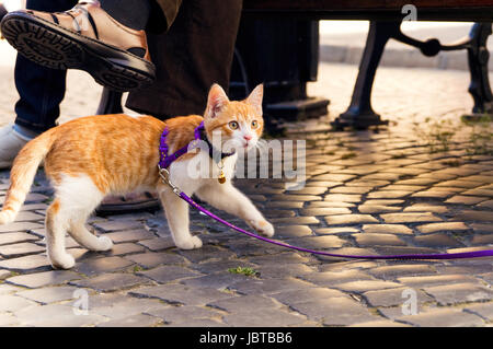 Carino gattino rosso al guinzaglio Foto Stock