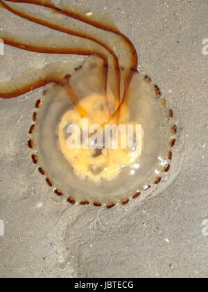 Gestrandete Kompassqualle, Chrysaora hyoscella / bussola a filamento meduse, Chrysaora hyoscella Foto Stock