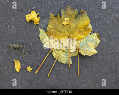 Herbstblätter / Foglie di autunno Foto Stock