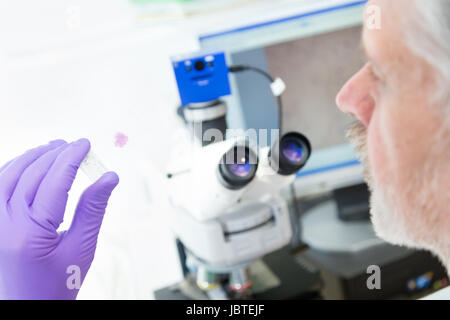 Testa di senior scientist microscopia in life science Research Laboratory ( diagnostica, Biochemistry, farmacia, genetica, forensics, microbiologia, farmacogenetica ...) Foto Stock