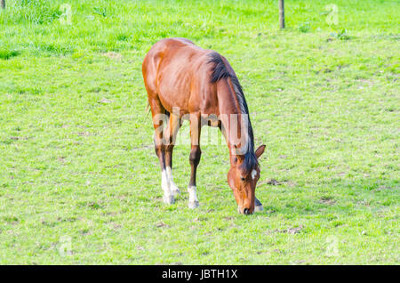 Pferd beim grasen auf einer Weide. Foto Stock