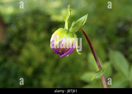 Viola emergenti Fiore Dahlia lampadina con bellissimo sfondo sfocato Foto Stock