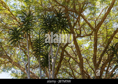 Alberi in Kirstenbosch Botanical Garden, Città del Capo Foto Stock