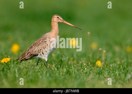 Banca beccaccino - Lomosa limosa - Nero-tailde Godwit, Uferschnepfe - Lomosa limosa - Nero-tailde Godwit Foto Stock