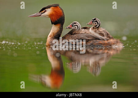 Cofano diver - Podiceps cristatus - Svasso maggiore, Haubentaucher - Podiceps cristatus - Svasso maggiore Foto Stock