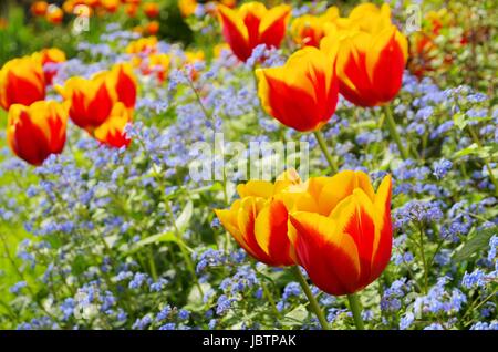 Tulpe und Vergissmeinicht - tulip e dimenticare-me-non 01 Foto Stock