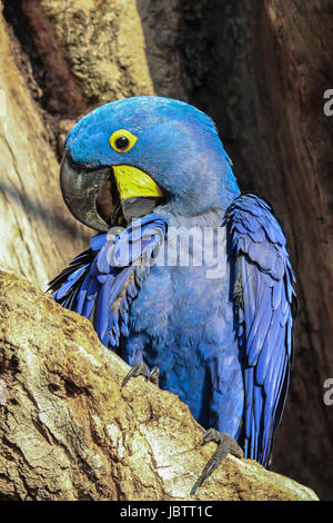 Ritratto di Giacinto macaws accoccolato insieme in un foro albero, Pantanal, Brasile Foto Stock