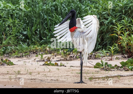 Jabiru Aeroporto stork asciugando le sue ali sulla riva del fiume, Pantanal, Brasile Foto Stock