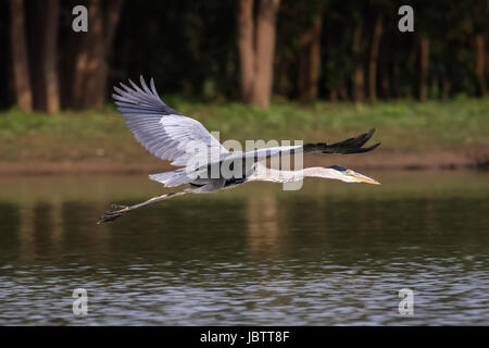 Close up di un collo bianco heron sorvolando un fiume calmo, Pantanal, Brasile Foto Stock