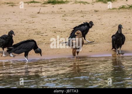 Il Savannah hawk circondato da avvoltoio nero presso il River Edge, Pantanal, Brasile Foto Stock