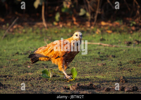 Black Hawk a collare a piedi lungo un argine fangoso, Pantanal, Brasile Foto Stock