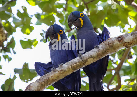 Coppia di Giacinto macaws appollaia insieme su un ramo, Pantanal, Brasile Foto Stock