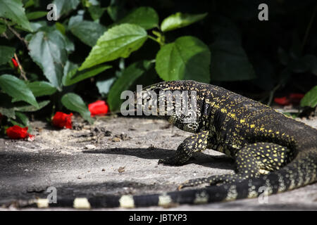 Close up di un bianco e nero tegu, foresta pluviale Atlantica, Brasile Foto Stock